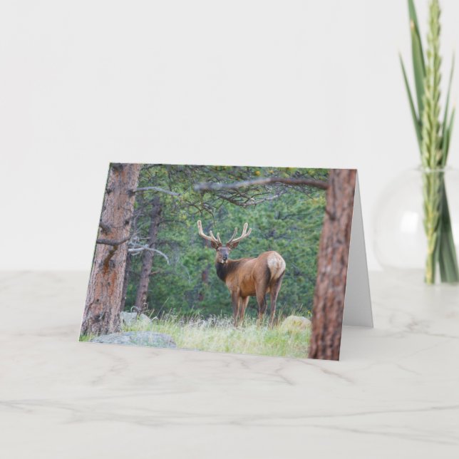 One Elk Looking Back | Rocky Mountains Card (Front)