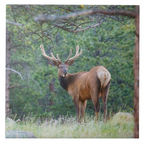 One Elk Looking Back  Rocky Mountains Ceramic Tile