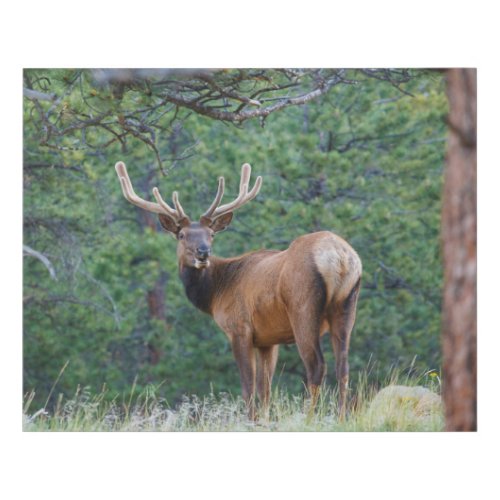 One Elk Looking Back  Rocky Mountains Faux Canvas Print