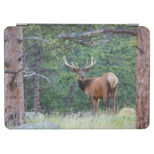 One Elk Looking Back  Rocky Mountains iPad Air Cover