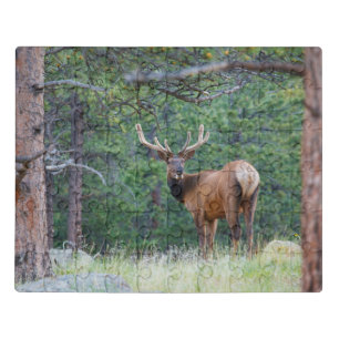 One Elk Looking Back Rocky Mountains Jigsaw Puzzle