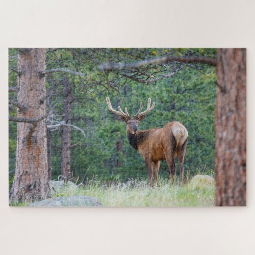 One Elk Looking Back  Rocky Mountains Jigsaw Puzzle