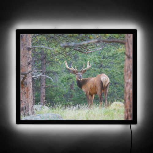 One Elk Looking Back  Rocky Mountains LED Sign