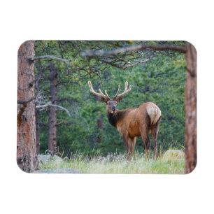 One Elk Looking Back Rocky Mountains Magnet