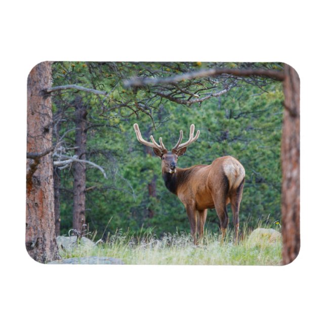 One Elk Looking Back | Rocky Mountains Magnet (Horizontal)