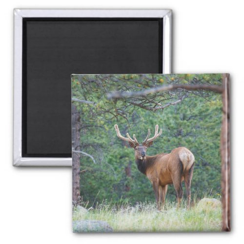 One Elk Looking Back  Rocky Mountains Magnet