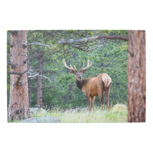 One Elk Looking Back  Rocky Mountains Metal Print