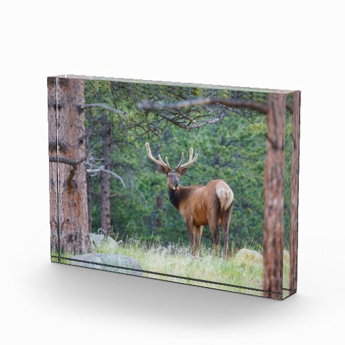 One Elk Looking Back  Rocky Mountains Photo Block