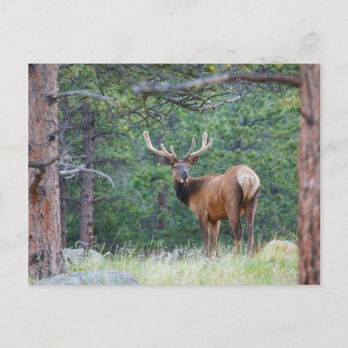 One Elk Looking Back  Rocky Mountains Postcard