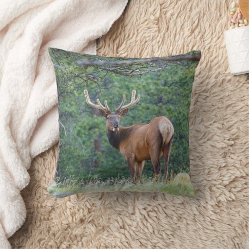 One Elk Looking Back  Rocky Mountains Throw Pillow