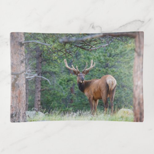 One Elk Looking Back  Rocky Mountains Trinket Tray