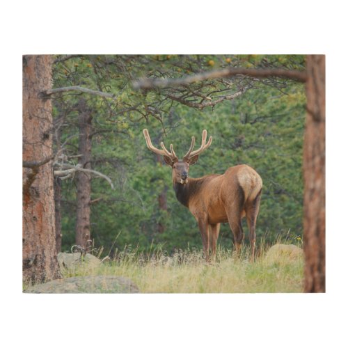 One Elk Looking Back  Rocky Mountains Wood Wall Art