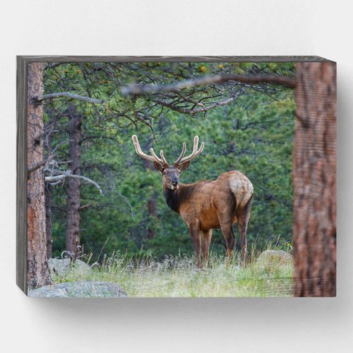 One Elk Looking Back  Rocky Mountains Wooden Box Sign