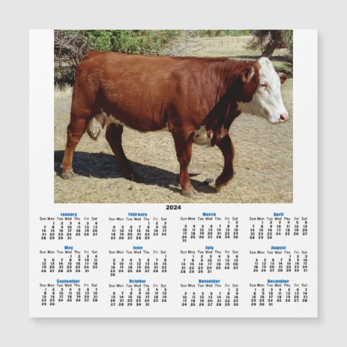 One Heifer Cow 2024 Calendar Card