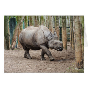 One horned rhino cards