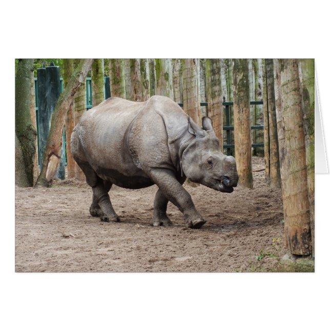 One horned rhino cards (Front Horizontal)