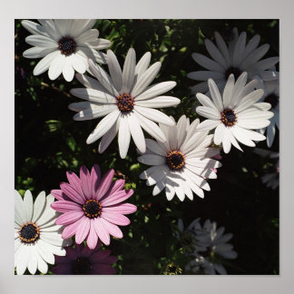 One lone pink daisy poster