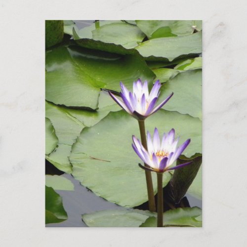 OneLotus Blooms All_Occasion Greetings Postcard