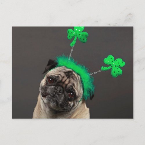 One lucky Pug Postcard