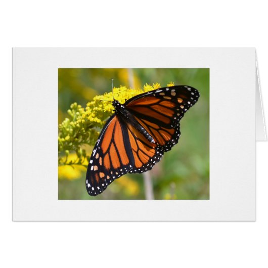 One Monarch Cards (Front Horizontal)