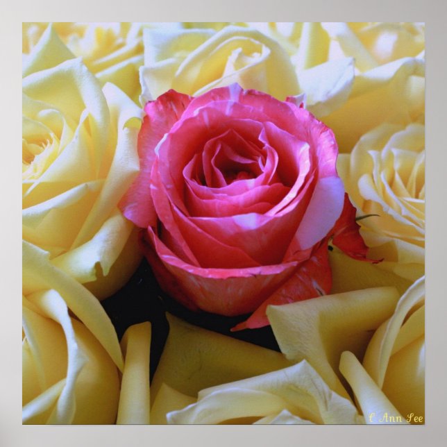 One of a Kind Love, Unique Beauty Pink Rose Yellow Poster (Front)