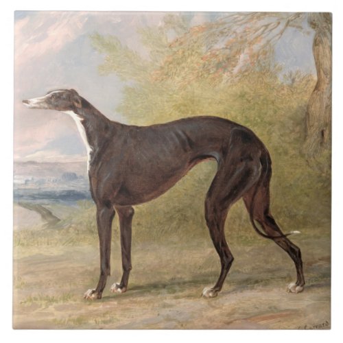 One of George Lane Foxs Winning Greyhounds the B Tile