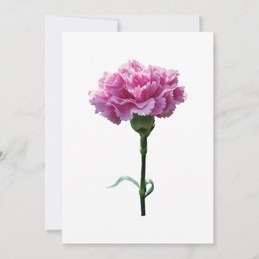 One Pink Carnation (Front)