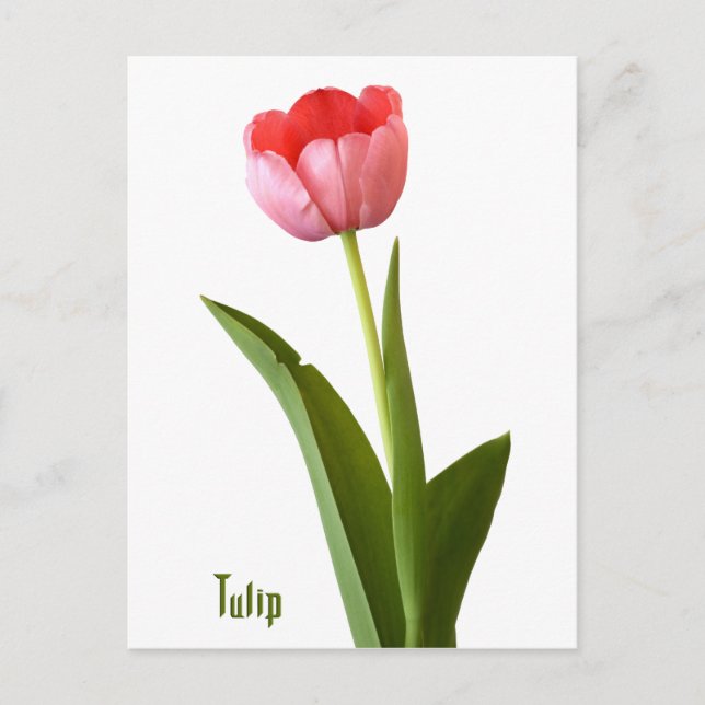 One Pink Spring Tulip Nature Floral Photo Postcard (Front)