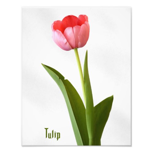 One Pink Spring Tulip Nature Floral Photography Photo Print
