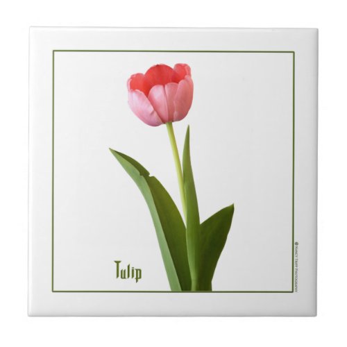 One Pink Spring Tulip Nature Floral Photography Tile