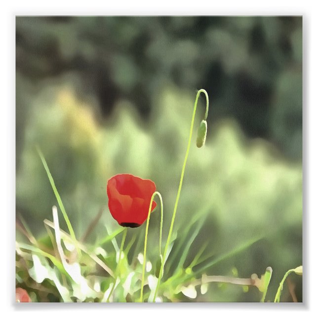 One Poppy Artistic Wildflower Painting Photo Print (Front)
