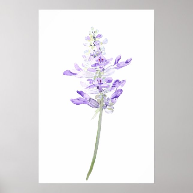 one purple fernleaf lavender watercolor  poster (Front)