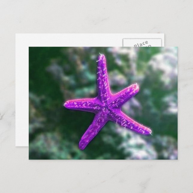 One Purple Starfish On Beach Postcard (Front/Back)