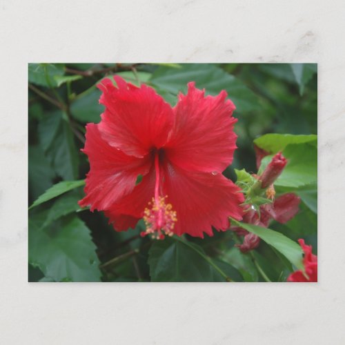 One red hibiscus postcard