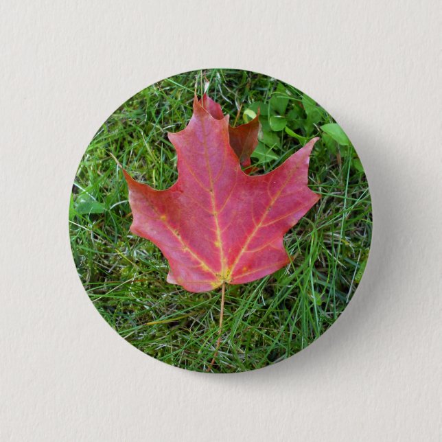 One Red Maple Leaf on grass Pinback Button (Front)