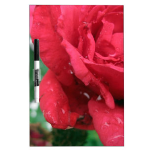 One Red Rose Dry-Erase Board