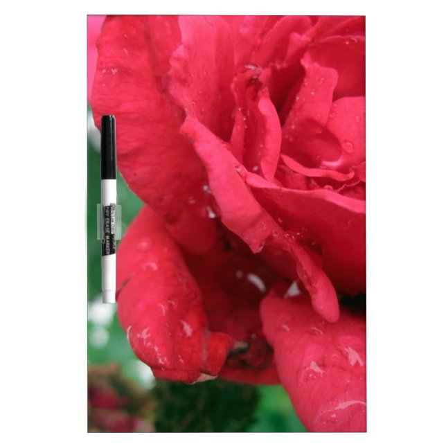 One Red Rose Dry-Erase Board (Front)