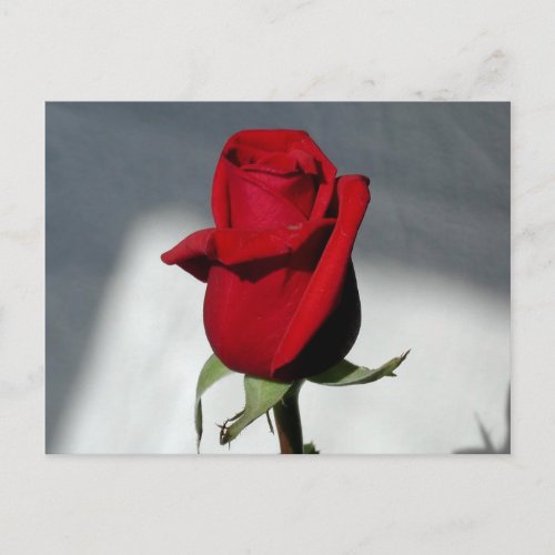 One Rose Postcard