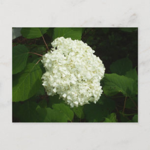 One Snowball Bloom Postcard