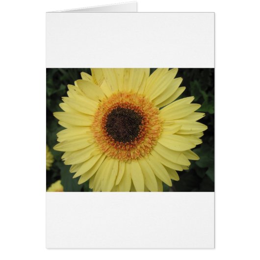 One Sunburst Flower Cards (Front)
