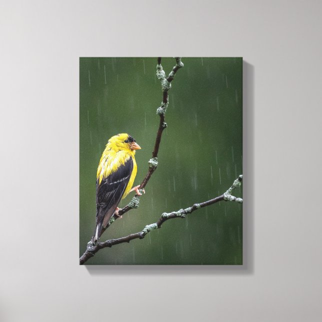 One Unhappy Goldfinch  Canvas Print (Front)