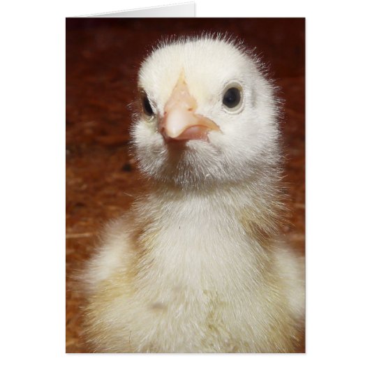 One Unhappy Little Chicken Cards (Front)