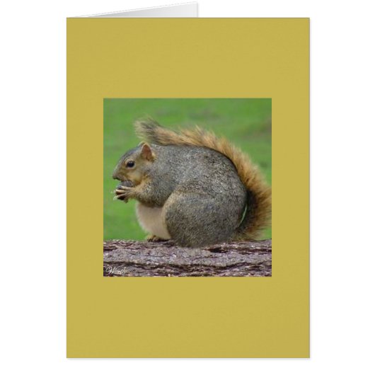 One Very Fat Squirrel Cards (Front)