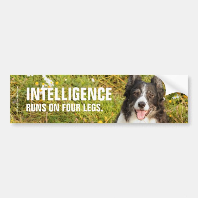 One Very Friendly Border Collie Bumper Sticker (Front)