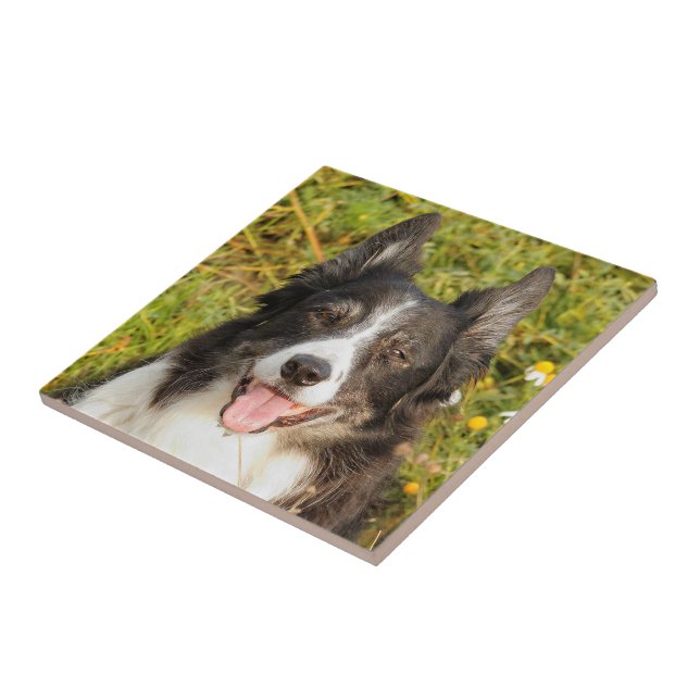One Very Friendly Border Collie Ceramic Tile (Side)