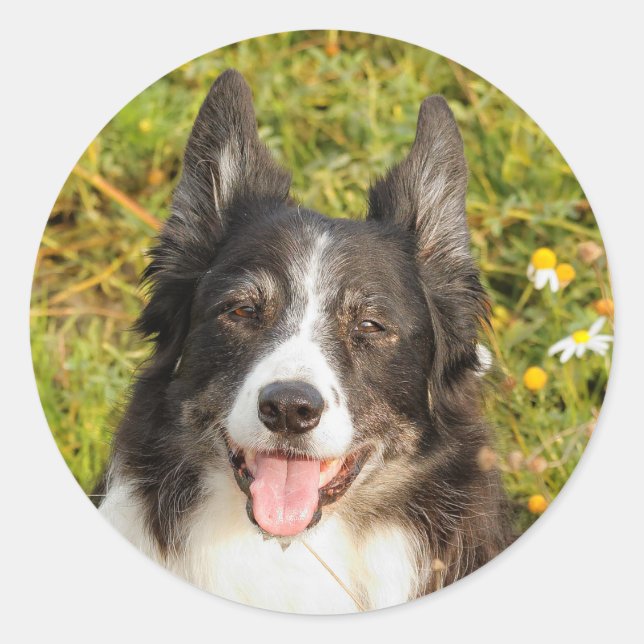 One Very Friendly Border Collie Classic Round Sticker (Front)