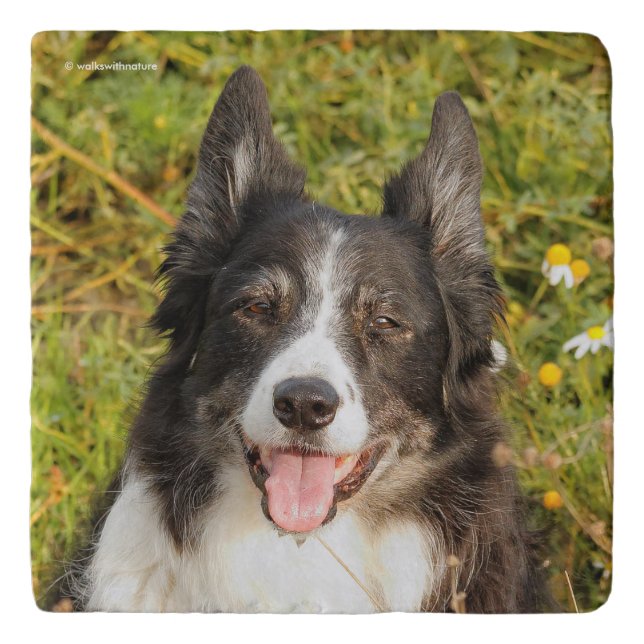 One Very Friendly Border Collie Trivet (Front)