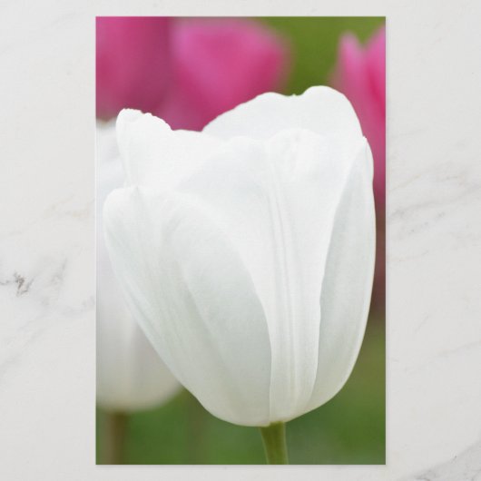 One White Tulip (Front)