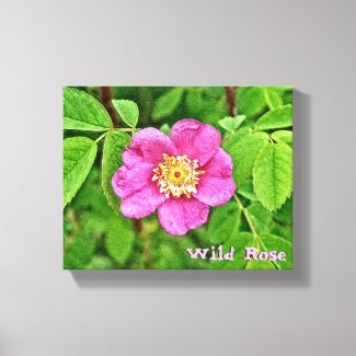 One Wild Rose