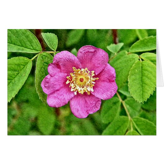One Wild Rose Cards (Front Horizontal)